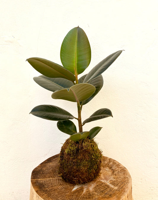 Ficus robusta kokedama