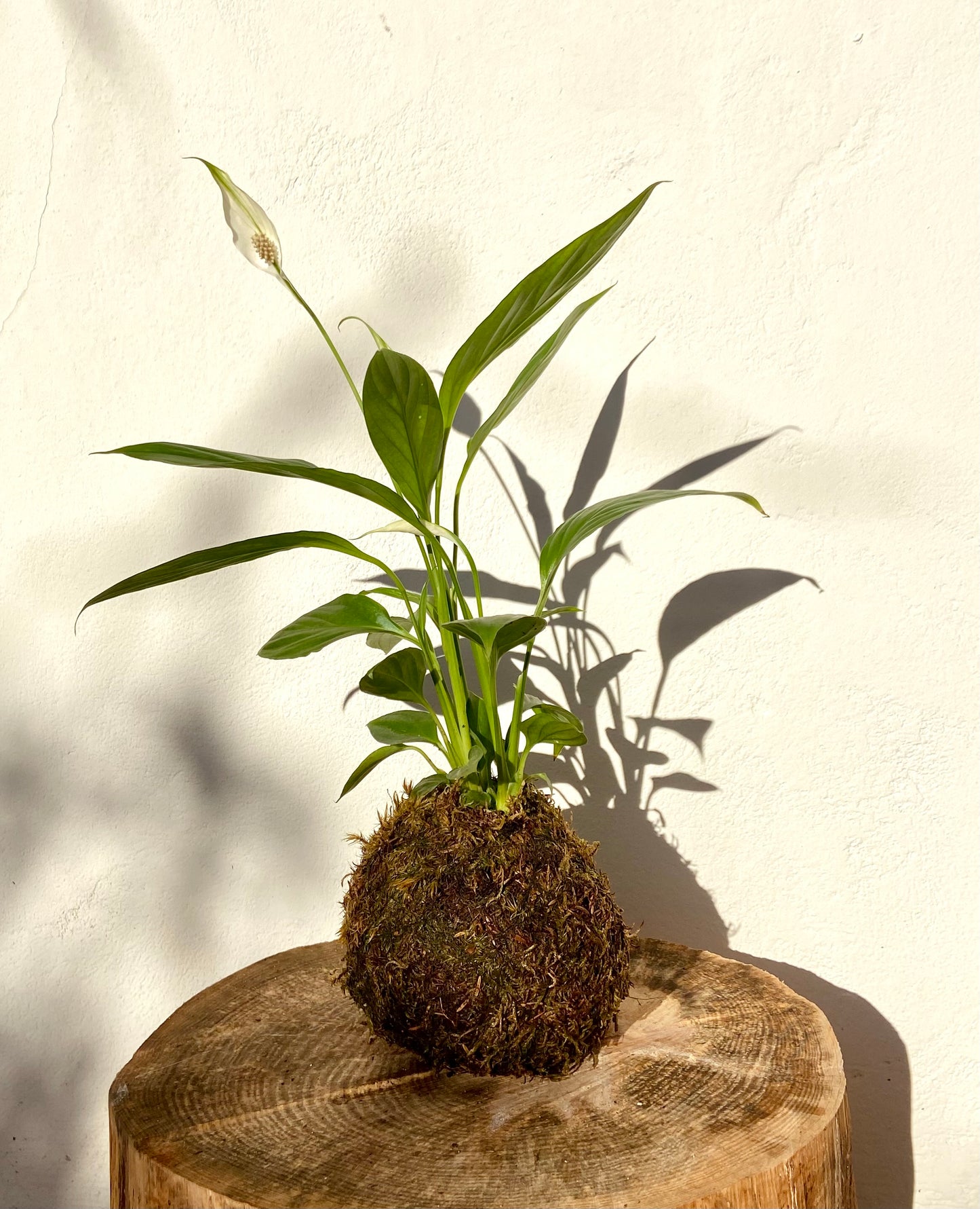 Spathiphyllum Kokedama