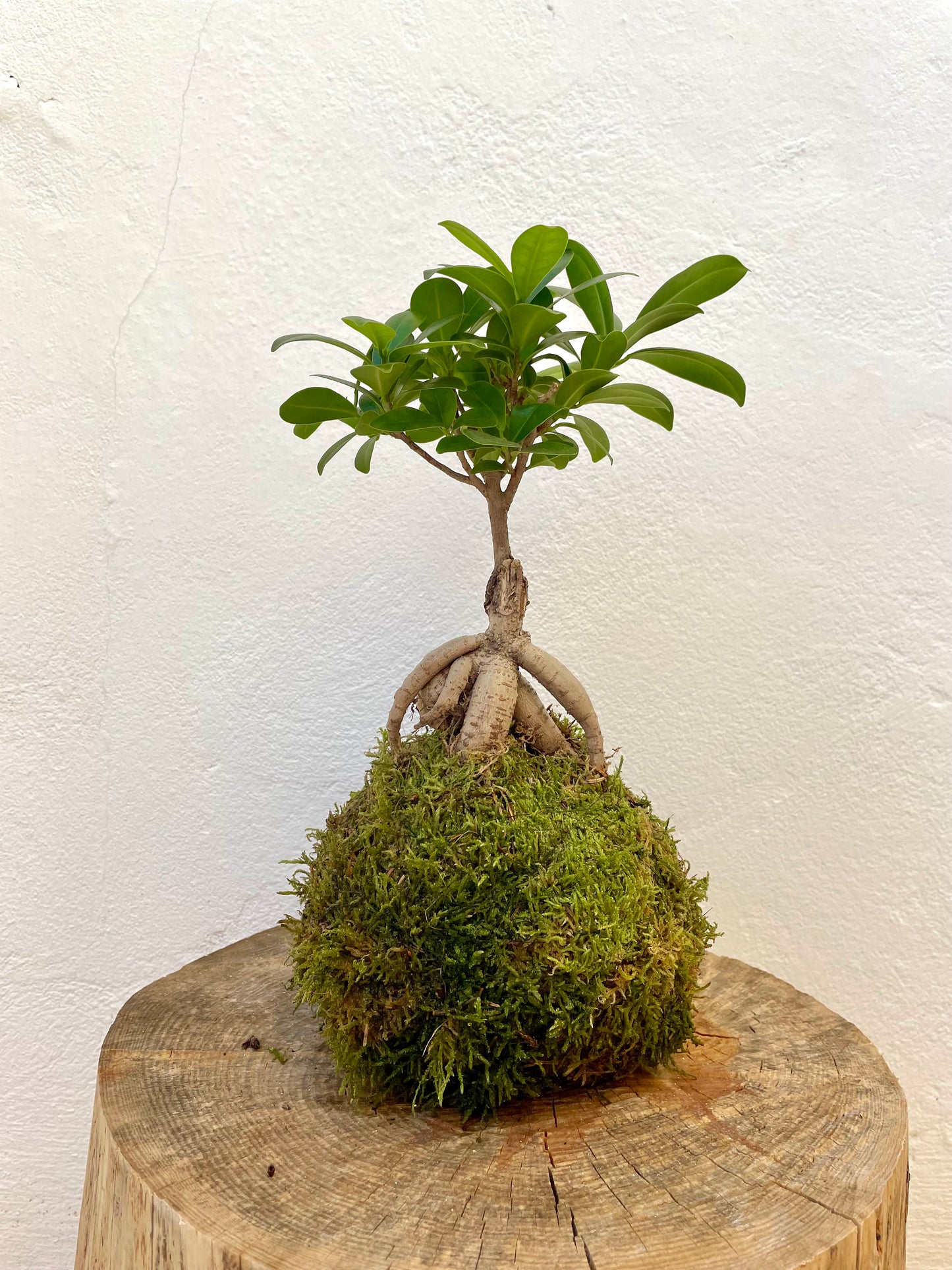 Ficus Ginseng Kokedama