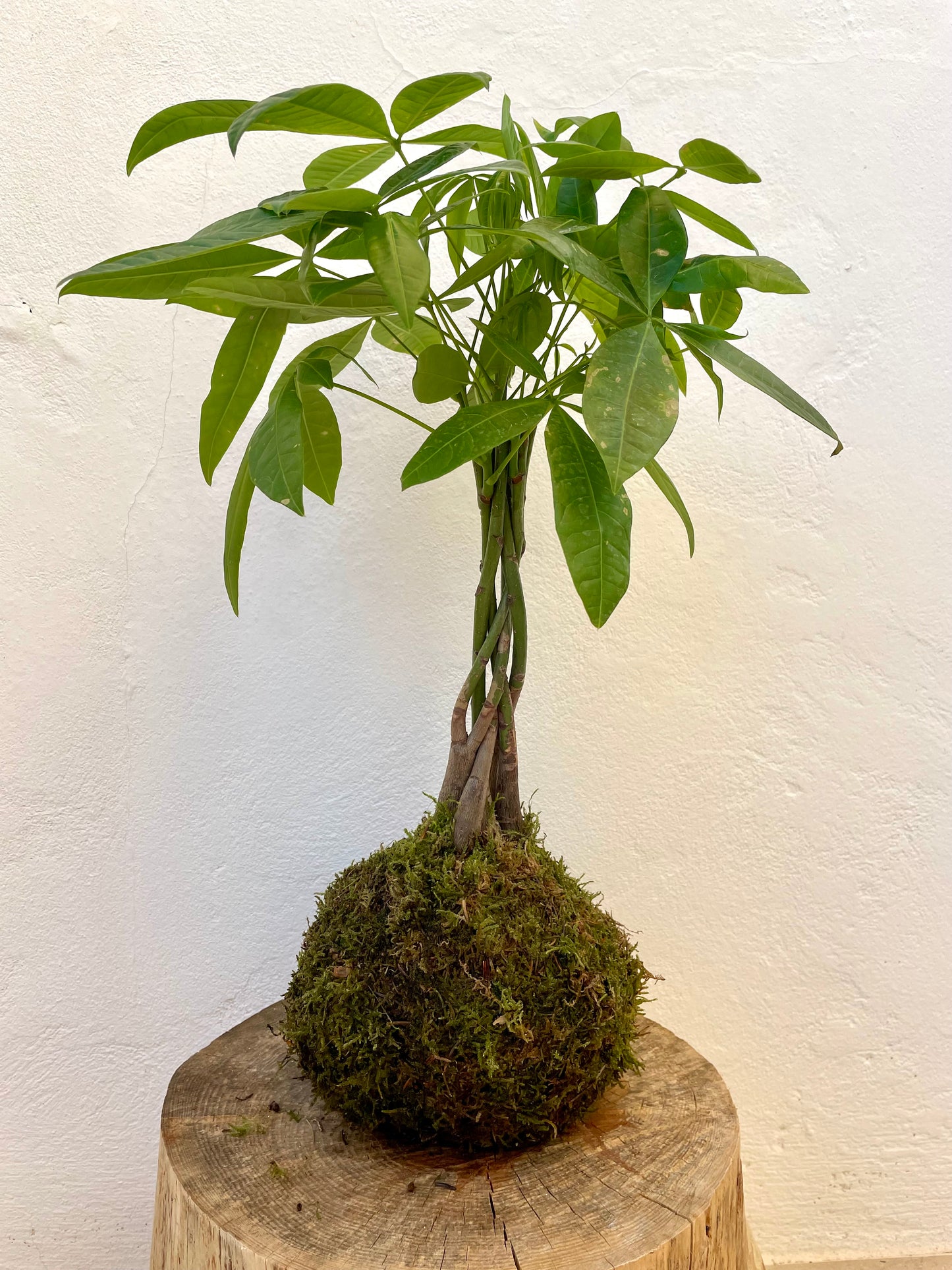 Pachira Kokedama