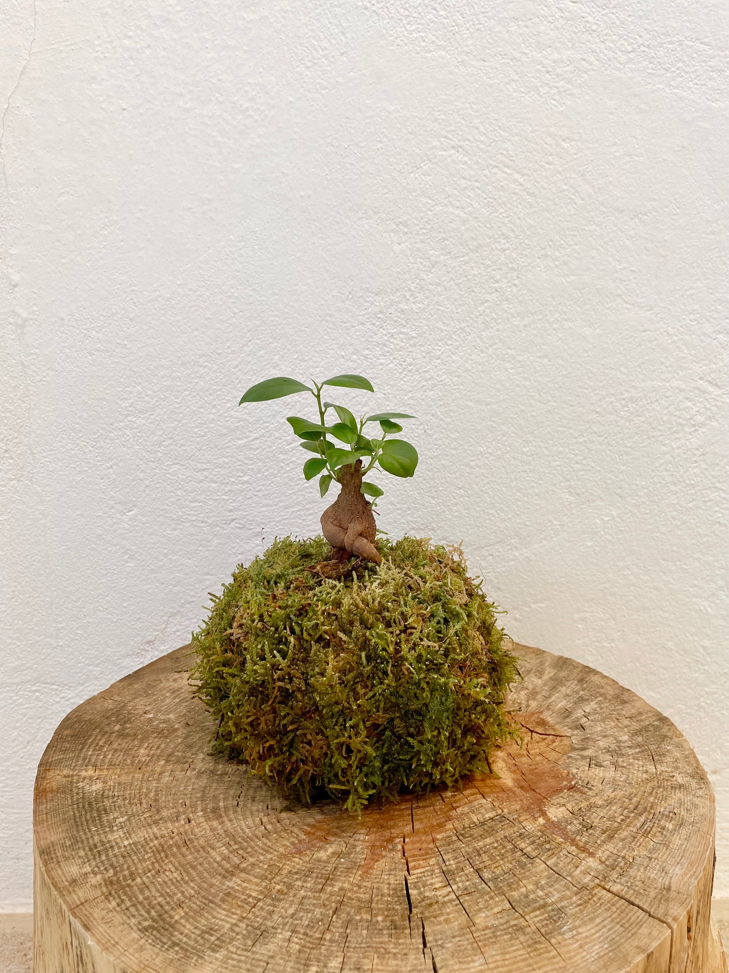 Ficus Ginseng Mini Kokedama