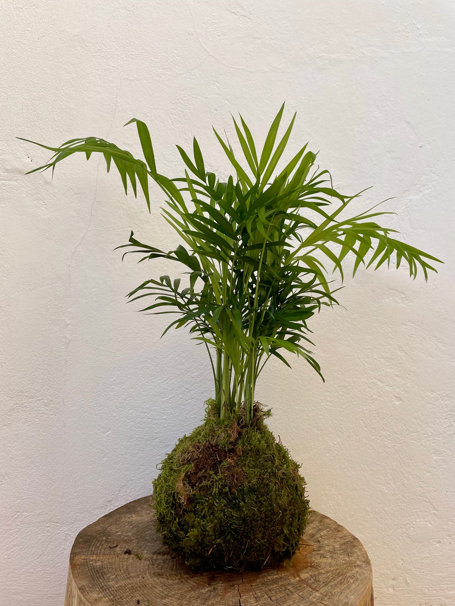 Chamaedorea Kokedama