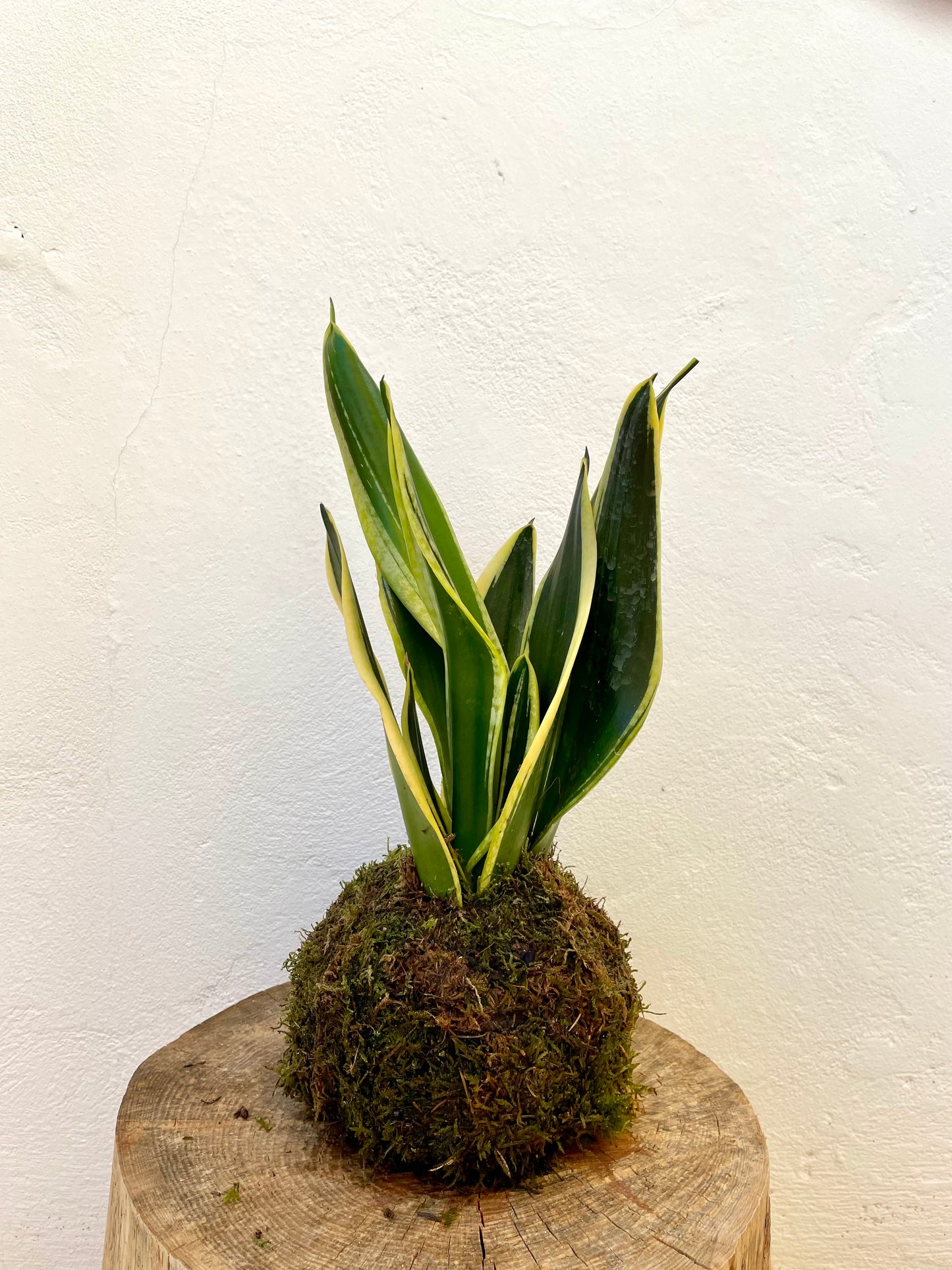 Sansevieria Kokedama