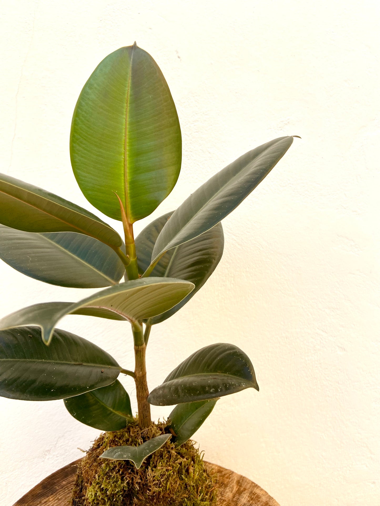 Ficus robusta kokedama