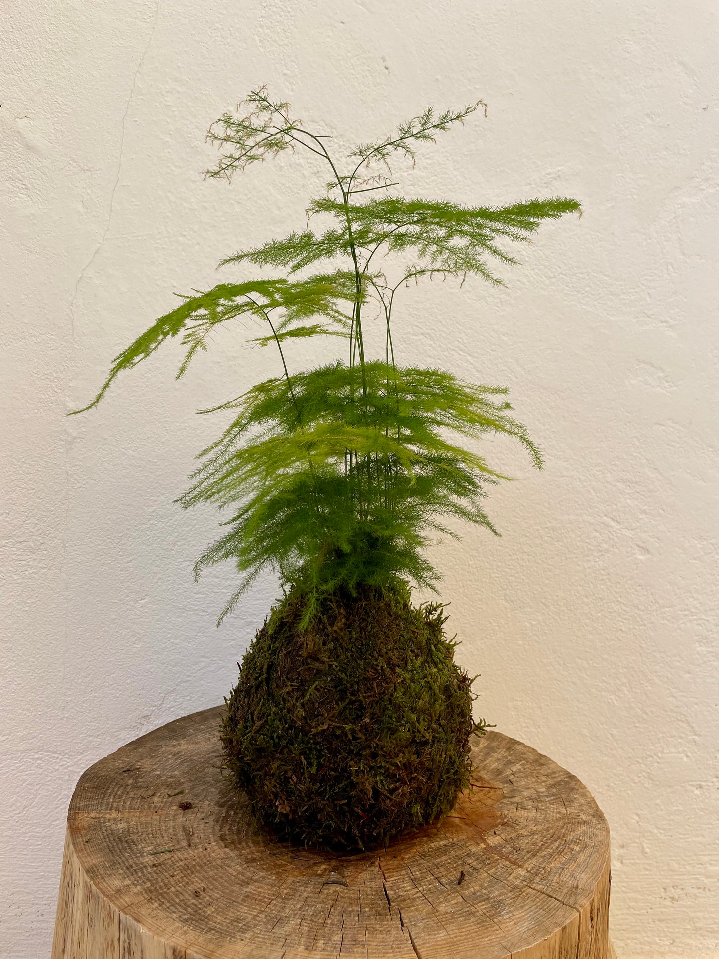 Asparagus Kokedama