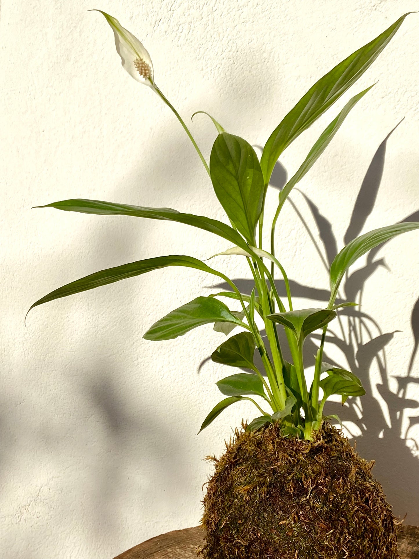 Spathiphyllum Kokedama