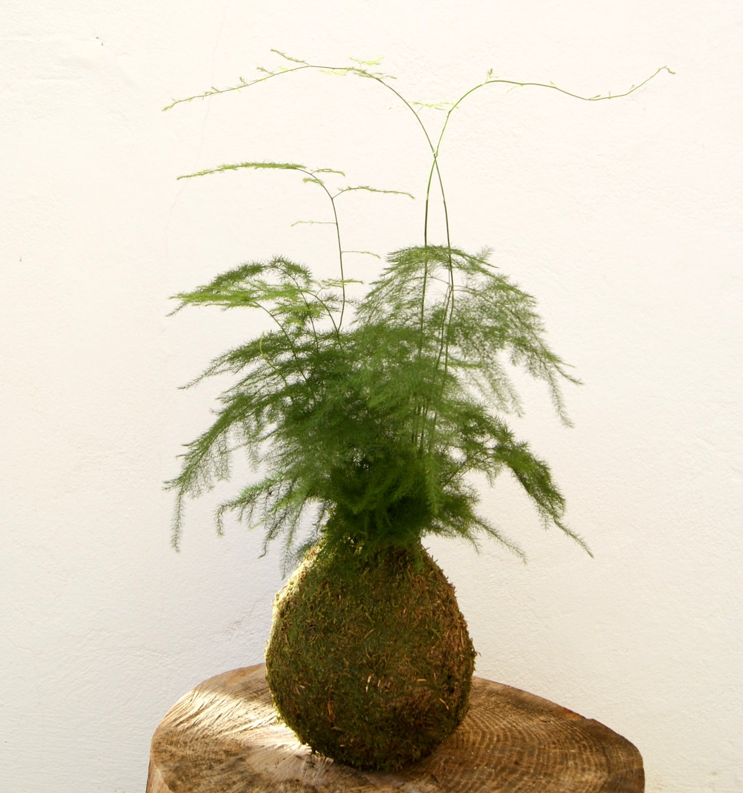 Asparagus Kokedama