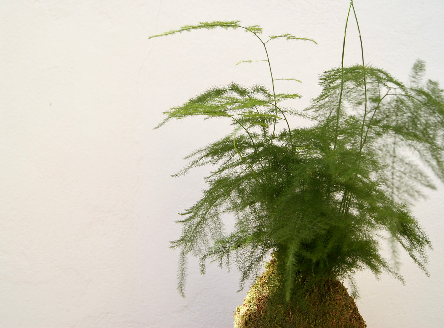 Asparagus Kokedama