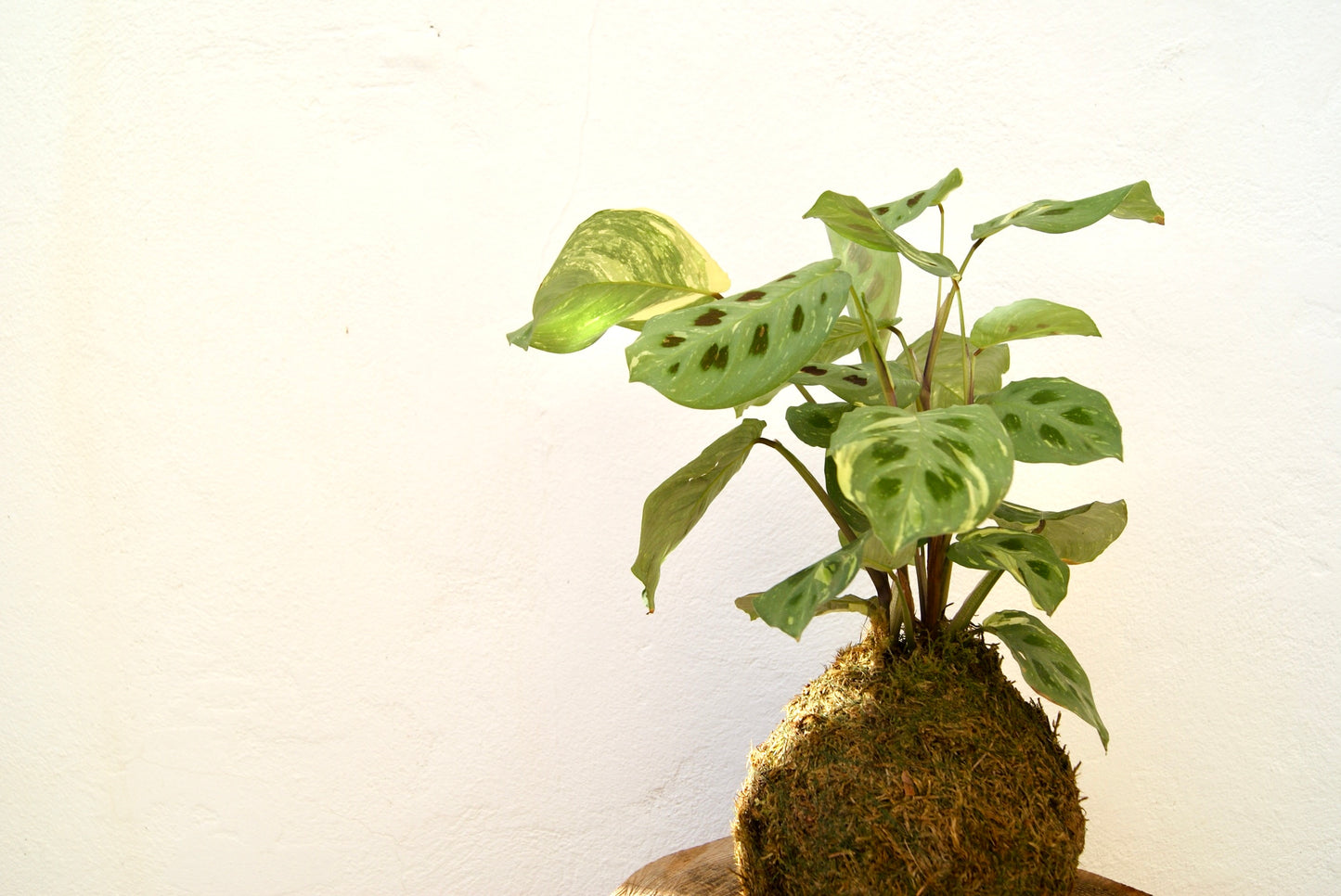 Maranta Kokedama